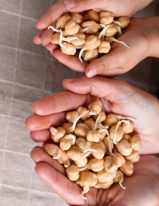 Pois chiches germés
