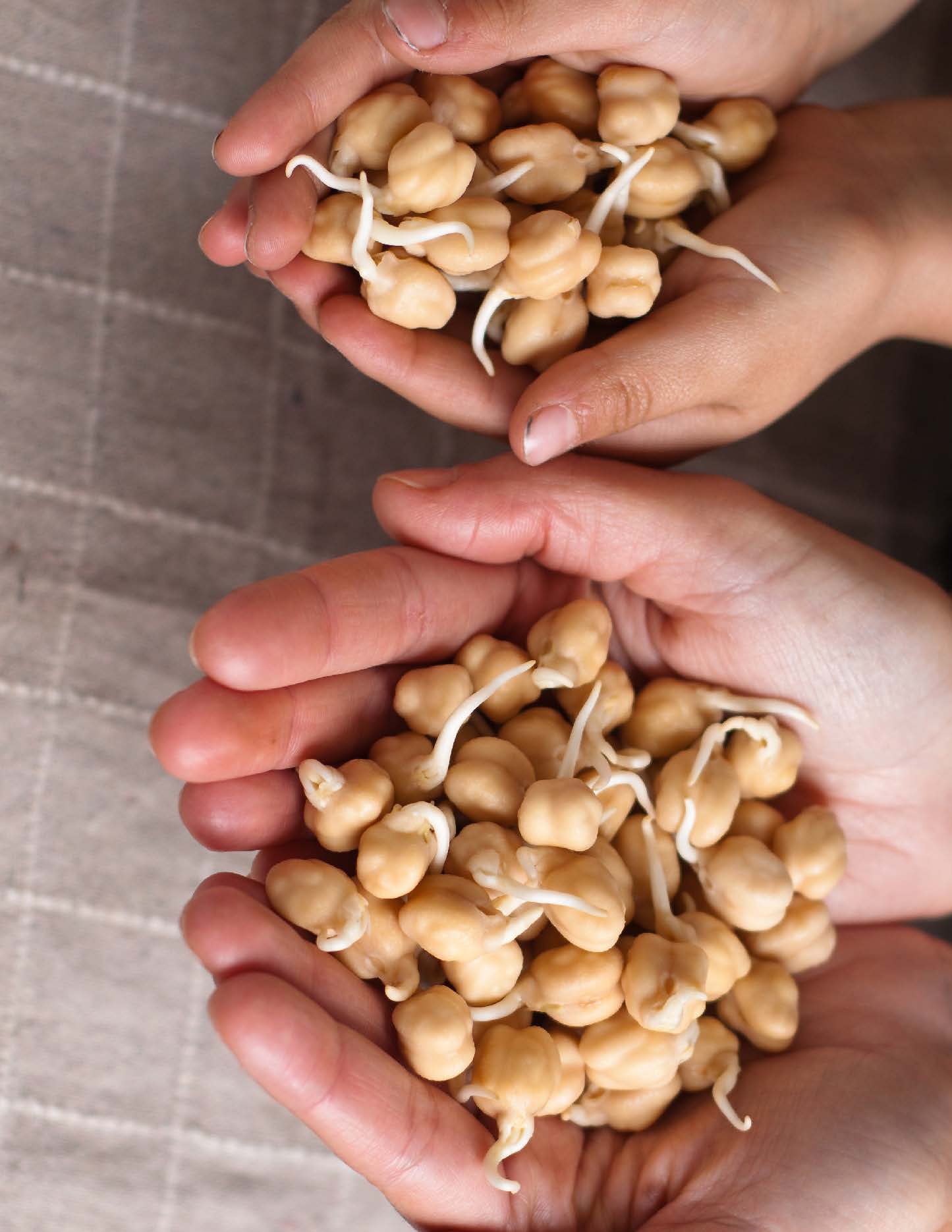 Pois chiches germés